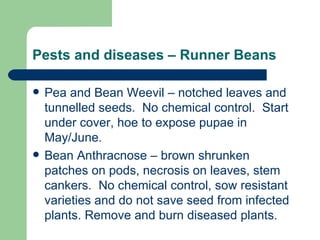 Pests and diseases – Runner Beans Pea and Bean Weevil – notched leaves and tunnelled seeds.  No chemical control.  Start under cover, hoe to expose pupae in May/June. Bean Anthracnose – brown shrunken patches on pods, necrosis on leaves, stem cankers.  No chemical control, sow resistant varieties and do not save seed from infected plants. Remove and burn diseased plants. 