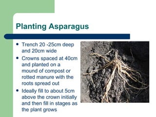 Planting Asparagus Trench 20 -25cm deep and 20cm wide Crowns spaced at 40cm and planted on a mound of compost or rotted manure with the roots spread out Ideally fill to about 5cm above the crown initially and then fill in stages as the plant grows 