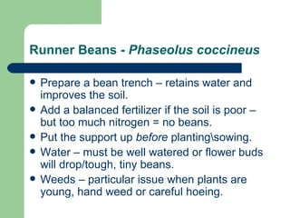 Runner Beans -  Phaseolus coccineus   Prepare a bean trench – retains water and improves the soil. Add a balanced fertilizer if the soil is poor – but too much nitrogen = no beans. Put the support up  before  planting\sowing. Water – must be well watered or flower buds will drop/tough, tiny beans. Weeds – particular issue when plants are young, hand weed or careful hoeing. 