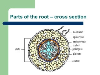 Parts of the root – cross section 