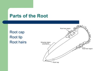 Parts of the Root Root cap Root tip Root hairs 