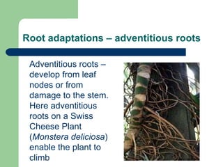 Root adaptations – adventitious roots Adventitious roots – develop from leaf nodes or from damage to the stem.  Here adventitious roots on a Swiss Cheese Plant ( Monstera deliciosa ) enable the plant to climb 