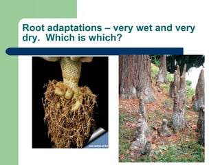 Root adaptations – very wet and very dry.  Which is which? 