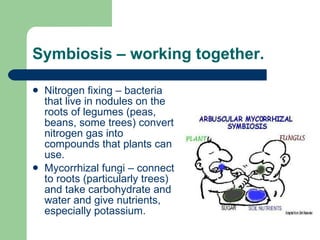 Symbiosis – working together. Nitrogen fixing – bacteria that live in nodules on the roots of legumes (peas, beans, some trees) convert nitrogen gas into compounds that plants can use. Mycorrhizal fungi – connect to roots (particularly trees) and take carbohydrate and water and give nutrients, especially potassium. 