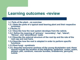 Learning outcomes -review 1.2  Parts of the plant – an overview 1.2.1 State the parts of a typical seed bearing plant and their respective purposes. 1.3 Roots.(1)  1.3.1 Describe how the root system develops from the radicle. 1.3.2  Define the meaning of ‘primary’, ‘secondary’, ‘tap’, ‘lateral’, ‘fibrous’, and ‘adventitious’ roots. 1.3.3 Describe the external structure of the root tip and the role of the root cap and root hairs. 1.3.4 Describe how the root is adapted in order to perform specific functions. 1.3.5 Root fungi - symbiosis 1.3.6  Describe transverse sections of the young dicotyledon root; these should include the location of the following: epidermis, cortex, xylem, phloem, pith, cambium, vascular bundles, endodermis, pericycle, cuticle 