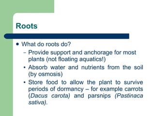 Roots What do roots do? Provide support and anchorage for most plants (not floating aquatics!) Absorb water and nutrients from the soil (by osmosis)  Store food to allow the plant to survive periods of dormancy – for example carrots ( Dacus carota)  and parsnips  (Pastinaca sativa). 
