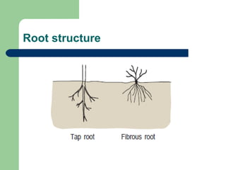 Root structure 