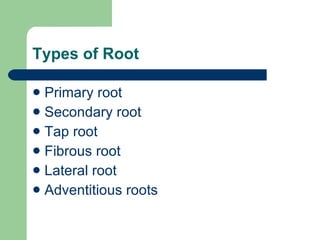 Types of Root Primary root Secondary root Tap root Fibrous root Lateral root Adventitious roots 