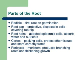 Parts of the Root Radicle – first root on germination Root cap – protective, disposable cells covering root tip Root hairs – adapted epidermis cells, absorb water and nutrients Cortex – packing cells, protect other tissues and store carbohydrates Pericycle – meristem, produces branching roots and thickening growth 