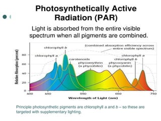 Principle photosynthetic pigments are chlorophyll a and b – so these are
targeted with supplementary lighting.
 