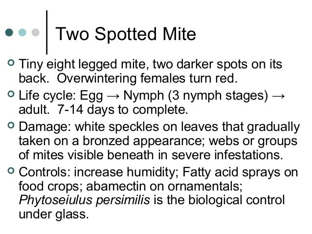 spider mite life cycle