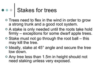 Stakes for trees Trees need to flex in the wind in order to grow a strong trunk and a good root system. A stake is only needed until the roots take hold firmly – exceptions for some dwarf apple trees. Stake must not go through the root ball – this may kill the tree. Ideally, stake at 45° angle and secure the tree low down. Any tree less than 1.5m in height should not need staking unless very exposed. 
