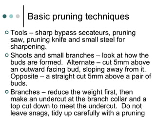 Basic pruning techniques Tools – sharp bypass secateurs, pruning saw, pruning knife and small steel for sharpening. Shoots and small branches – look at how the buds are formed.  Alternate – cut 5mm above an outward facing bud, sloping away from it.  Opposite – a straight cut 5mm above a pair of buds. Branches – reduce the weight first, then make an undercut at the branch collar and a top cut down to meet the undercut.  Do not leave snags, tidy up carefully with a pruning knife. 