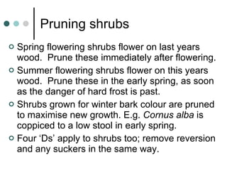 Pruning shrubs Spring flowering shrubs flower on last years wood.  Prune these immediately after flowering. Summer flowering shrubs flower on this years wood.  Prune these in the early spring, as soon as the danger of hard frost is past. Shrubs grown for winter bark colour are pruned to maximise new growth. E.g.  Cornus alba  is coppiced to a low stool in early spring. Four ‘Ds’ apply to shrubs too; remove reversion and any suckers in the same way. 
