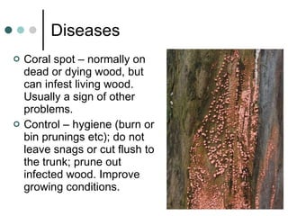 Diseases Coral spot – normally on dead or dying wood, but can infest living wood.  Usually a sign of other problems. Control – hygiene (burn or bin prunings etc); do not leave snags or cut flush to the trunk; prune out infected wood. Improve growing conditions. 