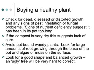 Buying a healthy plant Check for dead, diseased or distorted growth and any signs of pest infestation or fungal problems.  Signs of nutrient deficiency suggest it has been in its pot too long. If the compost is very dry this suggests lack of care. Avoid pot bound woody plants.  Look for large amounts of root growing through the base of the pot and algae or moss on the surface. Look for a good shape and balanced growth – an ‘ugly’ tree will be very hard to correct. 
