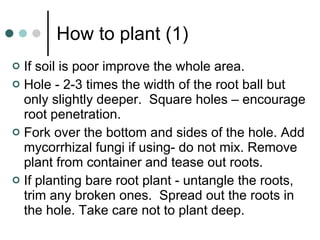 How to plant (1) If soil is poor improve the whole area. Hole - 2-3 times the width of the root ball but only slightly deeper.  Square holes – encourage root penetration.  Fork over the bottom and sides of the hole. Add mycorrhizal fungi if using- do not mix. Remove plant from container and tease out roots. If planting bare root plant - untangle the roots, trim any broken ones.  Spread out the roots in the hole. Take care not to plant deep. 