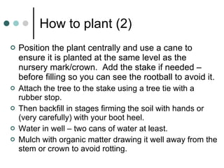 How to plant (2) Position the plant centrally and use a cane to ensure it is planted at the same level as the nursery mark/crown.  Add the stake if needed – before filling so you can see the rootball to avoid it. Attach the tree to the stake using a tree tie with a rubber stop. Then backfill in stages firming the soil with hands or (very carefully) with your boot heel. Water in well – two cans of water at least.  Mulch with organic matter drawing it well away from the stem or crown to avoid rotting. 