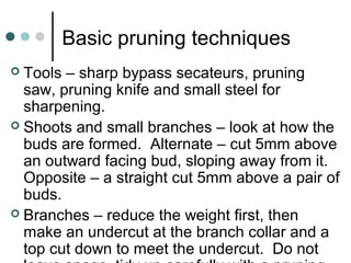 Basic pruning techniques
 Tools – sharp bypass secateurs, pruning
saw, pruning knife and small steel for
sharpening.
 Shoots and small branches – look at how the
buds are formed. Alternate – cut 5mm above
an outward facing bud, sloping away from it.
Opposite – a straight cut 5mm above a pair of
buds.
 Branches – reduce the weight first, then
make an undercut at the branch collar and a
top cut down to meet the undercut. Do not
 