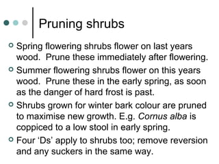 Pruning shrubs
 Spring flowering shrubs flower on last years
wood. Prune these immediately after flowering.
 Summer flowering shrubs flower on this years
wood. Prune these in the early spring, as soon
as the danger of hard frost is past.
 Shrubs grown for winter bark colour are pruned
to maximise new growth. E.g. Cornus alba is
coppiced to a low stool in early spring.
 Four ‘Ds’ apply to shrubs too; remove reversion
and any suckers in the same way.
 