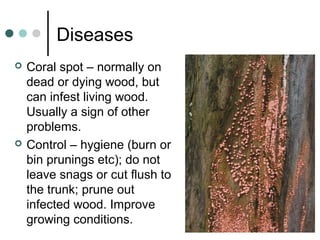 Diseases
 Coral spot – normally on
dead or dying wood, but
can infest living wood.
Usually a sign of other
problems.
 Control – hygiene (burn or
bin prunings etc); do not
leave snags or cut flush to
the trunk; prune out
infected wood. Improve
growing conditions.
 