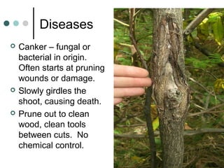 Diseases
 Canker – fungal or
bacterial in origin.
Often starts at pruning
wounds or damage.
 Slowly girdles the
shoot, causing death.
 Prune out to clean
wood, clean tools
between cuts. No
chemical control.
 