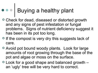Buying a healthy plant
 Check for dead, diseased or distorted growth
and any signs of pest infestation or fungal
problems. Signs of nutrient deficiency suggest it
has been in its pot too long.
 If the compost is very dry this suggests lack of
care.
 Avoid pot bound woody plants. Look for large
amounts of root growing through the base of the
pot and algae or moss on the surface.
 Look for a good shape and balanced growth –
an ‘ugly’ tree will be very hard to correct.
 
