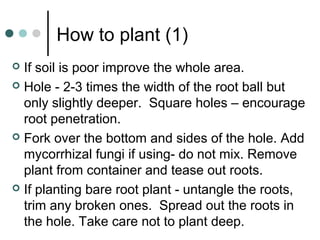 How to plant (1)
 If soil is poor improve the whole area.
 Hole - 2-3 times the width of the root ball but
only slightly deeper. Square holes – encourage
root penetration.
 Fork over the bottom and sides of the hole. Add
mycorrhizal fungi if using- do not mix. Remove
plant from container and tease out roots.
 If planting bare root plant - untangle the roots,
trim any broken ones. Spread out the roots in
the hole. Take care not to plant deep.
 