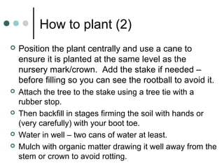 How to plant (2)
 Position the plant centrally and use a cane to
ensure it is planted at the same level as the
nursery mark/crown. Add the stake if needed –
before filling so you can see the rootball to avoid it.
 Attach the tree to the stake using a tree tie with a
rubber stop.
 Then backfill in stages firming the soil with hands or
(very carefully) with your boot toe.
 Water in well – two cans of water at least.
 Mulch with organic matter drawing it well away from the
stem or crown to avoid rotting.
 