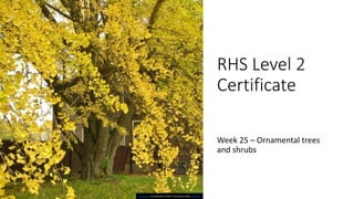 RHS Level 2
Certificate
Week 25 – Ornamental trees
and shrubs
This Photo by Unknown Author is licensed under CC BY-SA
 