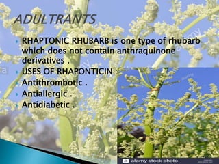  RHAPTONIC RHUBARB is one type of rhubarb
which does not contain anthraquinone
derivatives .
 USES OF RHAPONTICIN :-
 Antithrombotic .
 Antiallergic .
 Antidiabetic .
 