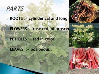  ROOTS :- cylinderical and longitudnal .
 FLOWERS :- rose red infloroscenses .
 PETIOLES :- red in color .
 LEAVES :- posionous .
 