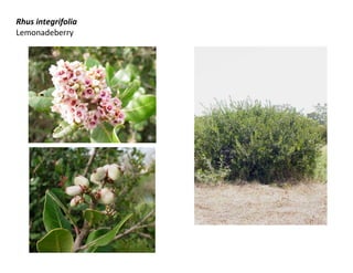Rhus integrifolia
Lemonadeberry
 