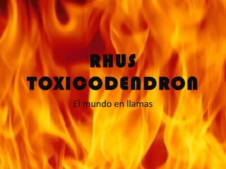 RHUS
TOXICODENDRON
   El mundo en llamas
 