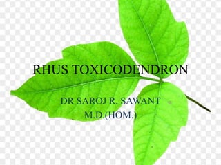 RHUS TOXICODENDRON
DR SAROJ R. SAWANT
M.D.(HOM.)
 