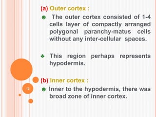 (a) Outer cortex :
☻ The outer cortex consisted of 1-4
cells layer of compactly arranged
polygonal paranchy-matus cells
without any inter-cellular spaces.
♣ This region perhaps represents
hypodermis.
(b) Inner cortex :
☻ Inner to the hypodermis, there was
broad zone of inner cortex.
12
 