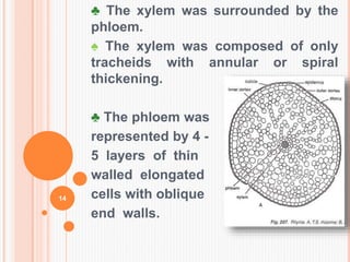 ♣ The xylem was surrounded by the
phloem.
♠ The xylem was composed of only
tracheids with annular or spiral
thickening.
♣ The phloem was
represented by 4 -
5 layers of thin
walled elongated
cells with oblique
end walls.
14
 