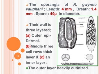  The sporangia of R. gwynne
vaughani ; Length: 4 mm , Breath: 1.4
mm , Spore : 40µ in diameter.
 Their wall is
three layered;
(a) Outer epi-
Dermal.
(b)Middle three
cell rows thick
layer & (c) an
inner layer .
♣The outer layer heavily cutinized.
16
 
