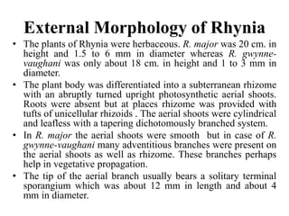 External Morphology of Rhynia
• The plants of Rhynia were herbaceous. R. major was 20 cm. in
height and 1.5 to 6 mm in diameter whereas R. gwynne-
vaughani was only about 18 cm. in height and 1 to 3 mm in
diameter.
• The plant body was differentiated into a subterranean rhizome
with an abruptly turned upright photosynthetic aerial shoots.
Roots were absent but at places rhizome was provided with
tufts of unicellular rhizoids . The aerial shoots were cylindrical
and leafless with a tapering dichotomously branched system.
• In R. major the aerial shoots were smooth but in case of R.
gwynne-vaughani many adventitious branches were present on
the aerial shoots as well as rhizome. These branches perhaps
help in vegetative propagation.
• The tip of the aerial branch usually bears a solitary terminal
sporangium which was about 12 mm in length and about 4
mm in diameter.
 