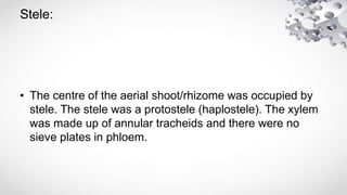 Stele:
• The centre of the aerial shoot/rhizome was occupied by
stele. The stele was a protostele (haplostele). The xylem
was made up of annular tracheids and there were no
sieve plates in phloem.
 