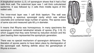 A longitudinal section (L.S.) of sporangium shows that it had a five
cells thick wall. The outermost layer was 1 cell thick cuticularized
epidermis. It was followed by 3 cells thick middle layers of thin
walled cells.
The inner-most layer was 1 cell thick tapetum. The wall was
surrounding a spacious sporangial cavity which was without
columella and contained large number of spores. The spores were
of same size and measured upto 60 µ in diameter.
It means that Rhynia was homosporous. In many specimens the
sporangium contained tetrahedral tetrads of spores (Fig. 3 B, C)
which suggest that they were formed by reduction division and the
plant bearing them represented the sporophytic generation.
There was no special mechanism of sporangium dehiscence. The
liberation of spores seems to have taken place by disintegration of
the sporangial wall. Nothing definite about the gametophyte of
Rhynia is known.
 