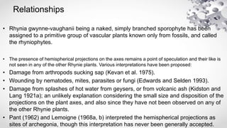 Relationships
• Rhynia gwynne-vaughanii being a naked, simply branched sporophyte has been
assigned to a primitive group of vascular plants known only from fossils, and called
the rhyniophytes.
• The presence of hemispherical projections on the axes remains a point of speculation and their like is
not seen in any of the other Rhynie plants. Various interpretations have been proposed:
• Damage from arthropods sucking sap (Kevan et al. 1975).
• Wounding by nematodes, mites, parasites or fungi (Edwards and Selden 1993).
• Damage from splashes of hot water from geysers, or from volcanic ash (Kidston and
Lang 1921a); an unlikely explanation considering the small size and disposition of the
projections on the plant axes, and also since they have not been observed on any of
the other Rhynie plants.
• Pant (1962) and Lemoigne (1968a, b) interpreted the hemispherical projections as
sites of archegonia, though this interpretation has never been generally accepted.
 