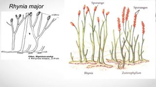 Rhynia major
 