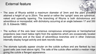 External feature
• The axes of Rhynia exhibit a maximum diameter of 3mm and the plant probably
attained a height of up to 20cm. The aerial or rather the 'upright' axes are cylindrical,
naked and upwardly tapering. The branching of Rhynia is both dichotomous and
adventitious or monopodial, with dichotomy occurring at an angle between 17 and 350
(D. S. Edwards 1980).
• The surface of the axis bear numerous conspicuous emergences or hemispherical
projections (see insert below right) from the epidermis which are occasionally located
beneath stomata and at the base of adventitious branches and in other instances
internally display fungal activity and dark necrotic tissue.
• The stomata typically appear circular on the cuticle surface and are flanked by two
guard cells (see inset above right). The cells of the cuticle often exhibit a median ridge
giving the cuticle a flanged appearance.
 