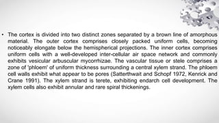 • The cortex is divided into two distinct zones separated by a brown line of amorphous
material. The outer cortex comprises closely packed uniform cells, becoming
noticeably elongate below the hemispherical projections. The inner cortex comprises
uniform cells with a well-developed inter-cellular air space network and commonly
exhibits vesicular arbuscular mycorrhizae. The vascular tissue or stele comprises a
zone of 'phloem' of uniform thickness surrounding a central xylem strand. The phloem
cell walls exhibit what appear to be pores (Satterthwait and Schopf 1972, Kenrick and
Crane 1991). The xylem strand is terete, exhibiting endarch cell development. The
xylem cells also exhibit annular and rare spiral thickenings.
 