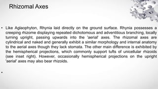Rhizomal Axes
• Like Aglaophyton, Rhynia laid directly on the ground surface. Rhynia possesses a
creeping rhizome displaying repeated dichotomous and adventitious branching, locally
turning upright, passing upwards into the 'aerial' axes. The rhizomal axes are
cylindrical and naked and generally exhibit a similar morphology and internal anatomy
to the aerial axes though they lack stomata. The other main difference is exhibited by
the hemispherical projections, which commonly support tufts of unicellular rhizoids
(see inset right). However, occasionally hemispherical projections on the upright
'aerial' axes may also bear rhizoids.
•
 