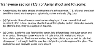 Transverse section (T.S.) of Aerial shoot and Rhizome:
• Anatomically, the aerial shoots and rhizome are almost similar. T. S. of aerial shoot can
be differentiated into three parts: epidermis, cortex and stele (Fig. 2 A).
• (a) Epidermis: It was the outer-most surrounding layer. It was one cell thick and
covered by thin cuticle. In aerial shoots it was interrupted at certain places by stomata
but stomata (Fig. 2 B) were absent in rhizome.
• (b) Cortex: Epidermis was followed by cortex. It is differentiated into outer cortex and
inner cortex. The outer cortex was only 1-4 cells thick, thin walled and without
intercellular spaces. The inner cortex had large intercellular spaces and its cells had
chloroplast. It is thought that this was the chief photosynthetic region of the plant. The
endodermis and pericycle layers were absent.
 