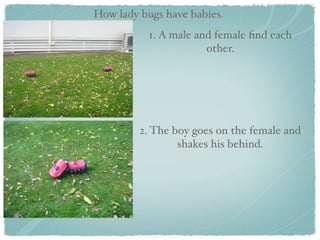 How lady bugs have babies.
           1. A male and female ﬁnd each
                       other.




         2. The boy goes on the female and
                 shakes his behind.
 