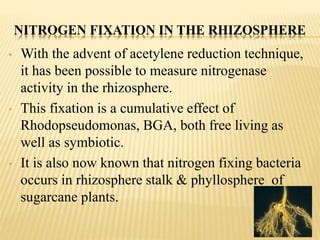 NITROGEN FIXATION IN THE RHIZOSPHERE
• With the advent of acetylene reduction technique,
it has been possible to measure nitrogenase
activity in the rhizosphere.
• This fixation is a cumulative effect of
Rhodopseudomonas, BGA, both free living as
well as symbiotic.
• It is also now known that nitrogen fixing bacteria
occurs in rhizosphere stalk & phyllosphere of
sugarcane plants.
12
 