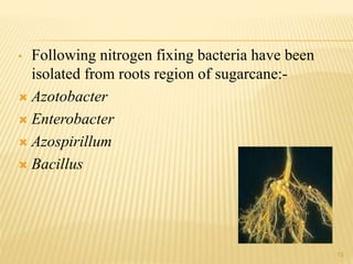 • Following nitrogen fixing bacteria have been
isolated from roots region of sugarcane:-
 Azotobacter
 Enterobacter
 Azospirillum
 Bacillus
13
 